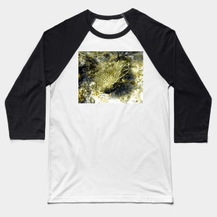 Bridled Golden Burrfish Baseball T-Shirt